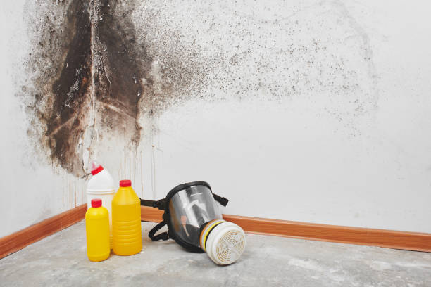 Best Fast Mold Removal  in Connelly Springs, NC