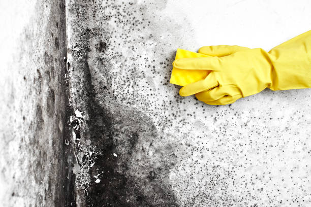 Reliable Connelly Springs, NC Mold Removal Solutions