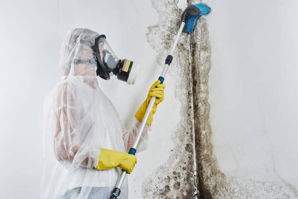 Best Local Mold Removal Service  in Connelly Springs, NC
