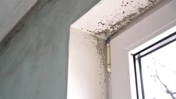 Best Residential Mold Removal  in Connelly Springs, NC