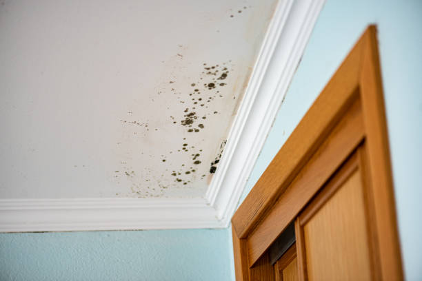 Best Water Damage Restoration  in Connelly Springs, NC