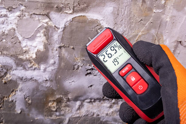 Best Best Mold Removal Companies  in Connelly Springs, NC