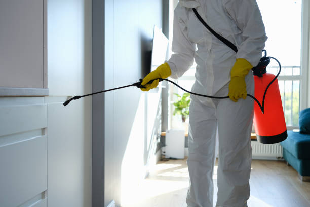 Best Mold Remediation Services  in Connelly Springs, NC
