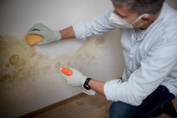 Best Black Mold Removal  in Connelly Springs, NC