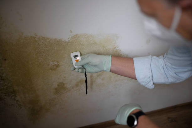 Best Mold Damage Repair  in Connelly Springs, NC