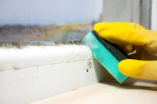 Best Mold Cleaning Services  in Connelly Springs, NC
