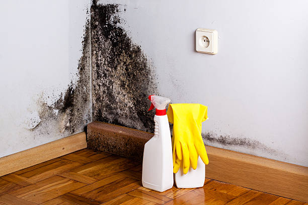Best Home Mold Removal  in Connelly Springs, NC