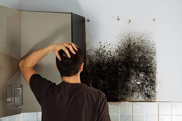 Best Affordable Mold Removal  in Connelly Springs, NC