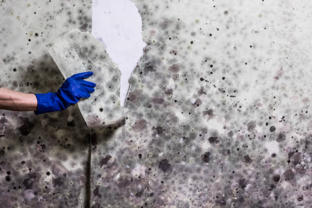Best Mold Testing  in Connelly Springs, NC