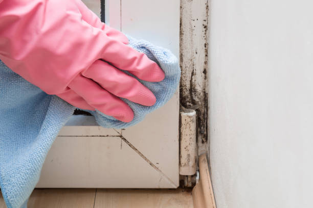  Connelly Springs, NC Mold Removal Pros