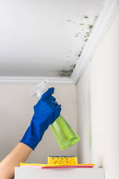 Best Local Mold Removal Service  in Connelly Springs, NC