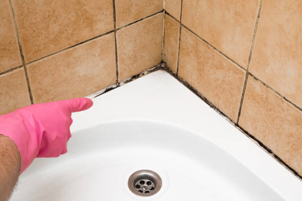 Best Commercial Mold Removal  in Connelly Springs, NC